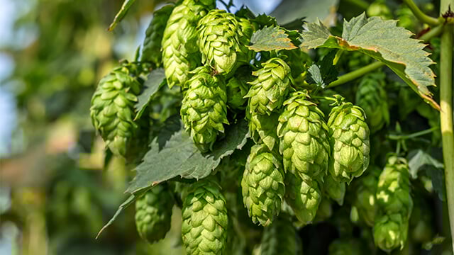 Hop cones growing on plant