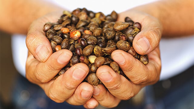 Naturaceites_palm oil refinery