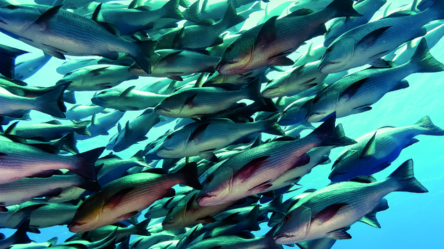 Surimi processing 640x360