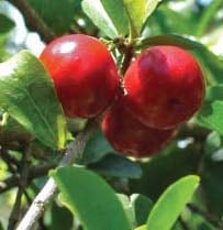 acerola_200x200.jpg