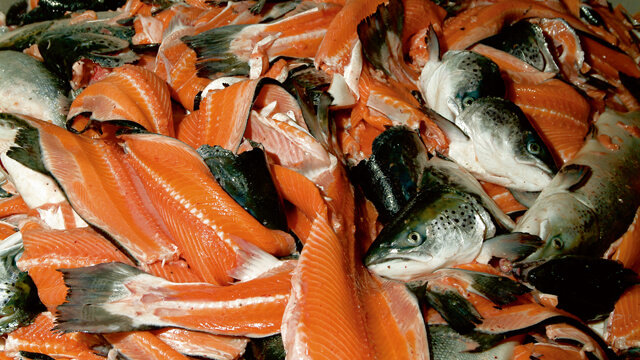 fish-processing 640x360