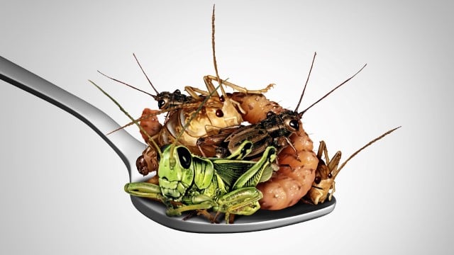 insect processing 640x360