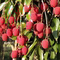 lichi-200x200.jpg