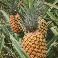 Piña-200x200.jpg