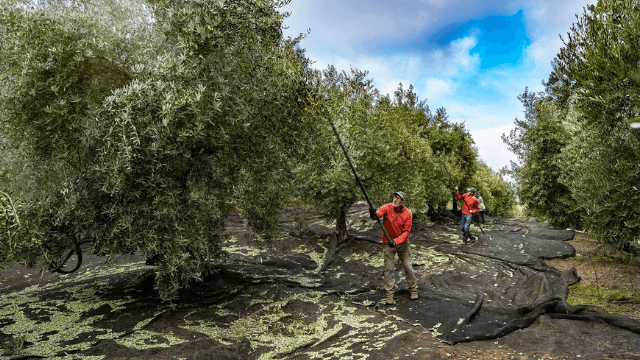 Caso-de-exito-aceite-de-oliva
