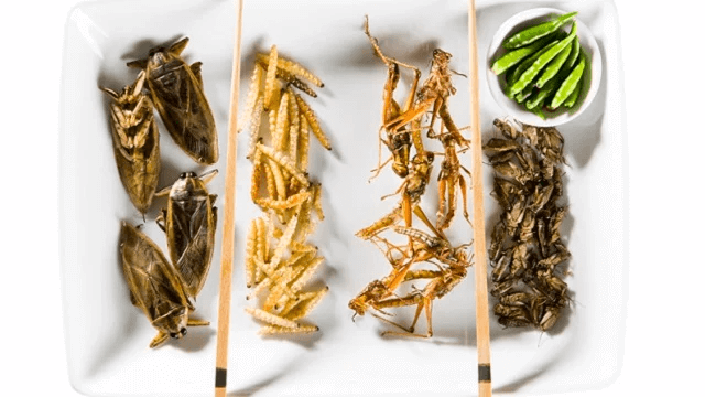 insects-on-a-plate-640x360.jpg