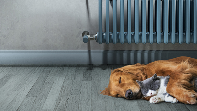 dog_and_cat_laying_on_the_floor_640x360.jpg