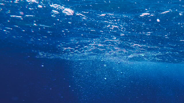 turtle_in_sea_640x360.jpg